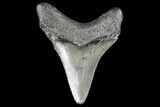 Juvenile Megalodon Tooth - Georgia #101367-1